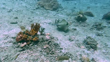 A-kuhl's-maskray-blue-spotted-stingray-hiding-behind-coral-reef,-close-up-of-wings-flapping-and-fish-elegantly-swimming-and-gliding-through-the-ocean-in-Timor-Leste,-South-East-Asia