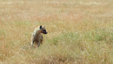 A-young-hyena-is-busy-devouring-his-dinner,-a-small-gazelle,-in-the-grasses-of-the-Serengeti