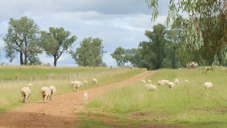 4k,-Australische-Wollschafe,-Die-Auf-Einem-Roten-Feldweg-Auf-Einer-Ländlichen-Outback-Farm-Davonlaufen