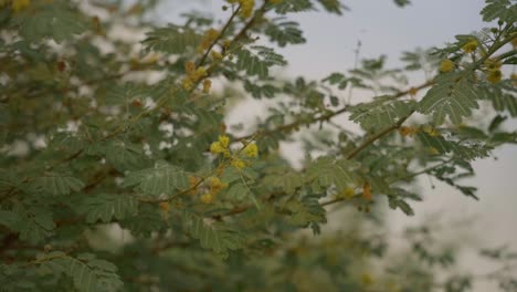 Slowmotion-video-of-a-beautiful-tree-with-yellow-flowers