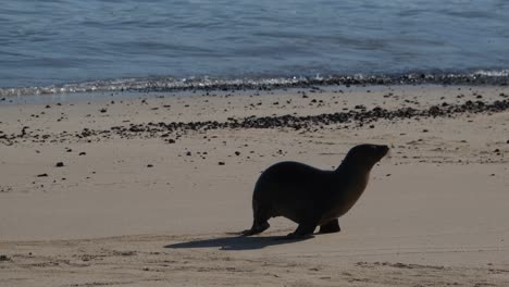 Adorable-Sea-Lion-Pup-On-The-Sandy-Beach-Of-San-Cristobal-In-Galapagos-Islands,-Ecuador
