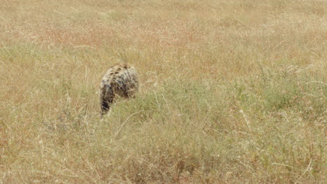 A-young-hyena-carries-off-his-dinner,-a-small-gazelle,-to-keep-it-away-from-vultures-and-other-predators