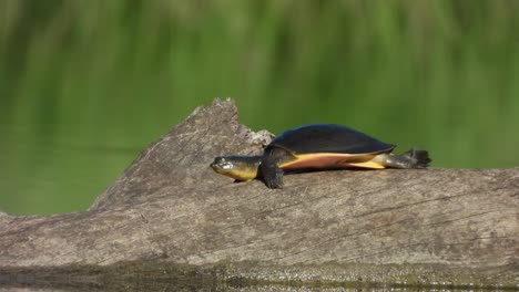 Tortoise-in-grass-land---pond-area-