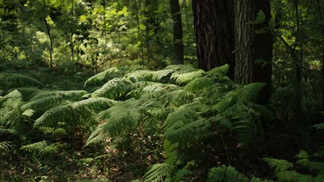 Ferns-in-forest-swaying-in-wind-in-daytime