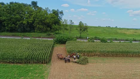 Eine-Drohnen-Seitenansicht-Von-Amish,-Die-Ihren-Mais-Mit-Sechs-Pferden-Und-Drei-Männern-Ernten,-Wie-Es-Vor-Jahren-An-Einem-Sonnigen-Herbsttag-Getan-Wurde