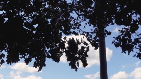 A-static-shot-of-the-tree-top-of-a-huge-plane-tree