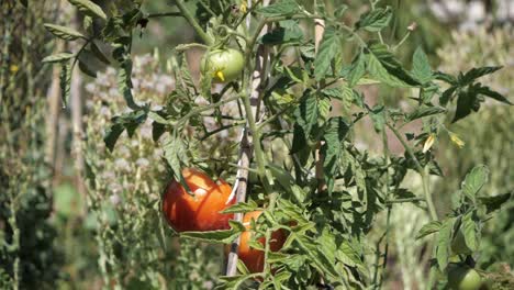 Nahaufnahme-Von-Roten-Tomaten-In-Einem-Nachhaltigen-Bio-Bauernhof