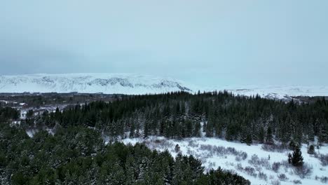 Vuela-Sobre-Un-Denso-Bosque-De-Pinos-Durante-El-Invierno-En-El-Sur-De-Islandia