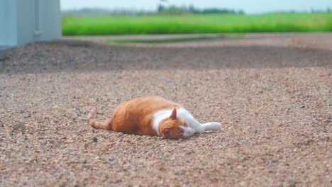 Orangefarbene-Katze,-Die-Draußen-Auf-Kies-Herumrollt