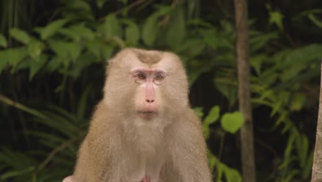 Mono-Mira-A-La-Cámara,-Macaco-De-Cola-De-Cerdo