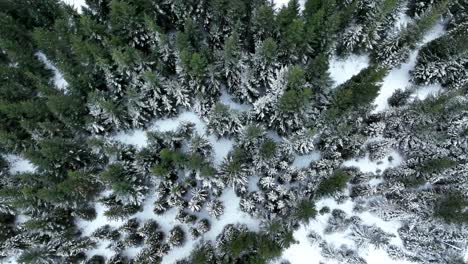 Rising-Above-Treetops-Of-Dense-Coniferous-Forest-During-Winter-In-South-Iceland