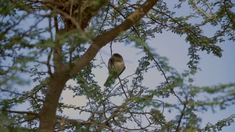 Slowmotion-Video-Eines-Vogels,-Der-Es-Morgens-Neben-Seinem-Nest-Sauber-Hält