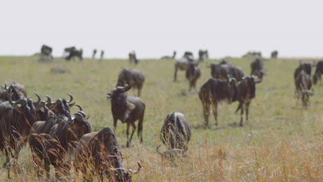 Wildebeests,-also-called-Gnus,-resting-on-their-migration-route-in-the-Masai-Mara-and-Serengeti