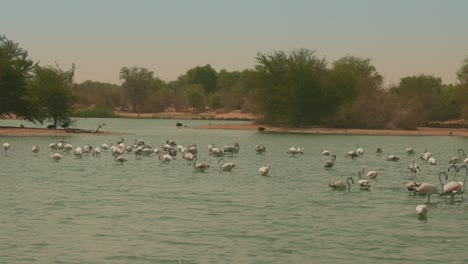 A-group-of-ducks-in-the-lake-with-green-background-,-morning-time