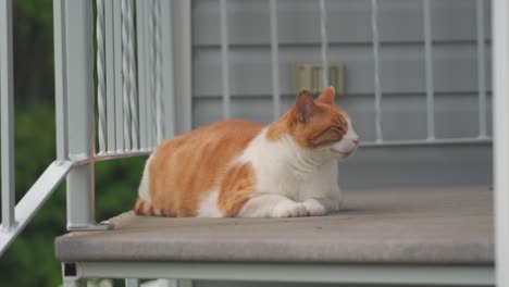 Orangefarbene-Katze,-Die-Draußen-Auf-Der-Stufe-Sitzt