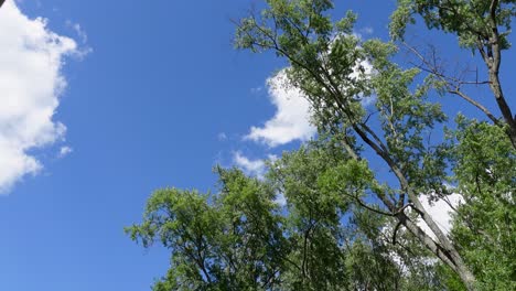 Ein-Unterer-Schuss-Des-Blauen-Himmels-Und-Der-Schönen-Wolke-Mit-Wiesenbaum