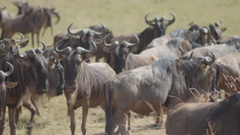 Wildebeests,-also-known-as-Gnus,-by-the-millions,-gather-in-the-Serengeti-as-they-continue-their-migration-through-the-savannas-of-East-Africa