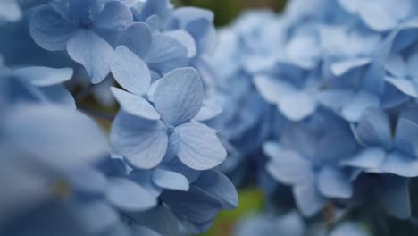 Blaue-Blütenblätter-Der-Hortensienpflanze,-Nahaufnahme