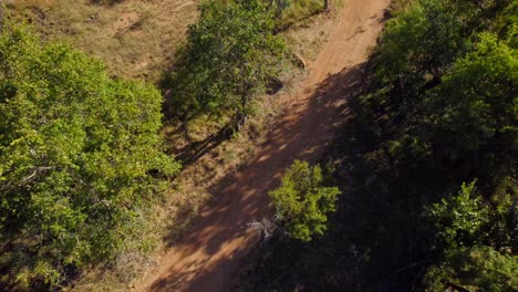 Eland-Antelope-Hidding-In-Bush-Shade-On-African-Safari-Track,-Aerial