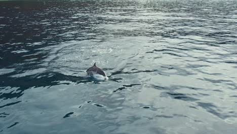 Delfín-Girador-Divirtiéndose-Saltando-Del-Agua-Del-Océano-Tropical-En-Makua,-Hawaii