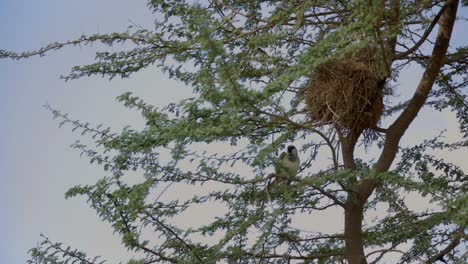 Slowmotion-video-of-a-bird-sitting-on-a-branch-in-the-tree-next-to-his-nest-in-the-morning-time,-FHD-Video