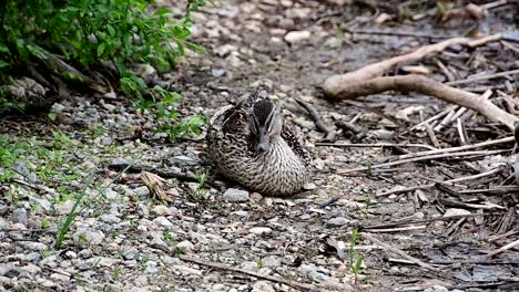 Female-mallard-duck-near-the-shore-of-a-lake