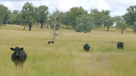 Schwarze-Kühe,-Die-In-Der-Ländlichen-Koppel-Auf-Der-Australischen-Farm-Grasen,-4k