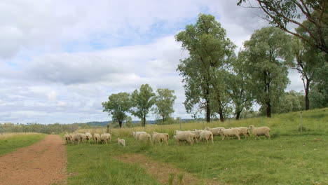 Herding-Sheep-On-Scenic-Green-Australian-Farm-In-The-Outback,-4K