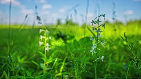 Closer-up-shot-of-green-grass-field-with-Platanthera-Flowers-and-flying-clouds-in-background---time-lapse