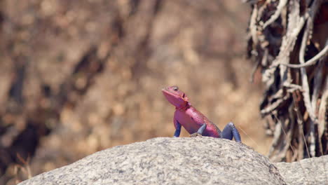 The-Mwanza-Flat-Headed-Rock-Agama-is-a-lizard-native-to-Africa-and-more-commonly-called-the-"Spider-Man"-lizard