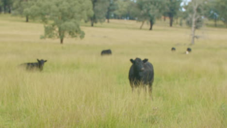 4K-Slow-Focus-Of-Black-Dairy-Cattle-In-Green-Grass-Paddock-On-Country-Farm,-Australia