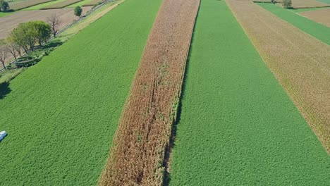 An-Aerial-View-of-a-Row-of-a-Corn-Field-Waiting-to-be-Harvested-in-the-Middle-of-an-Alfalfa-Field-on-a-Sunny-Fall-Day