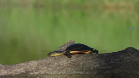 Tortoise--enjoying-in-pond-area-