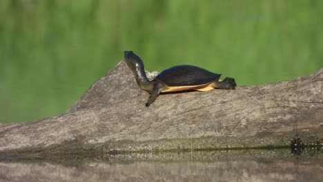 Tortoise-looking-for-wind-in-pond-area-