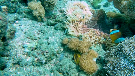 Eine-Familie-Bunter-Clownfische,-Die-In-Ihren-Tropischen-Seeanemonen-Schwimmen,-Beheimatet-Auf-Einem-Atemberaubenden-Korallenriff-Im-Korallendreieck-In-Timor-Leste,-Südostasien,-Nahaufnahme-Unterwasseransicht-Tropischer-Fische
