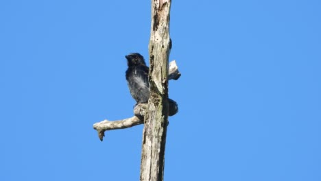 Pájaro-Drongo-Negro-En-El-área-Del-Estanque