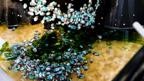 Hundreds-of-baby-abalone-crawling-around-in-tank