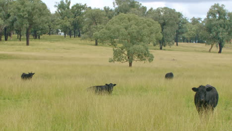 Vista-Panorámica-Del-Ganado-De-Vacas-Lecheras-En-El-Potrero-Verde-En-La-Granja-Interior-Australiana,-4k