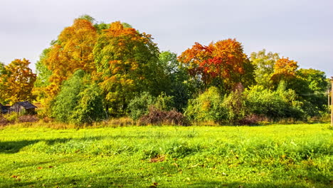 Time-lapse-of-trees-and-leaves-changing-seasons
