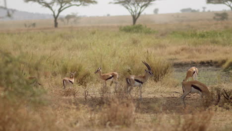 Una-Pequeña-Manada-De-Gacelas-De-Thomson-Pasta-Con-Cautela-En-El-Serengeti,-Alerta-Ante-Cualquier-Señal-De-Depredadores