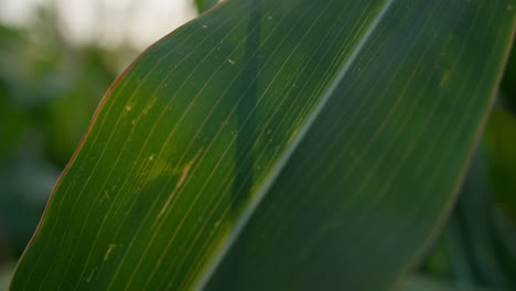 Macro-shot-of-the-leaf-of-a-corn-plant