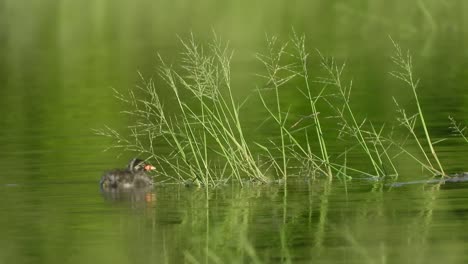 Little-grebe-in-pond-area-