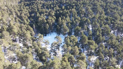Top-view-of-an-ever-green-snowy-pine-forest,-as-tilting-up-to-an-endless-mountain-range-against-blue-sky