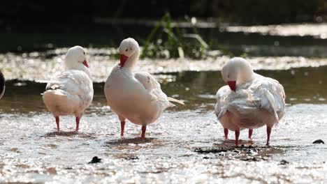 Ducks-bathing-in-the-river-in-sunlight-slow-motion