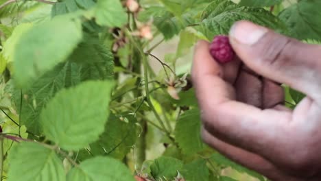 Picking-ripe-raspberries-in-summer-stock-footage-1