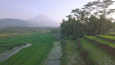 Drone-view-of-farmer-working-on-the-beautiful-terraced-rice-field-with-mountain-on-the-background-in-the-morning