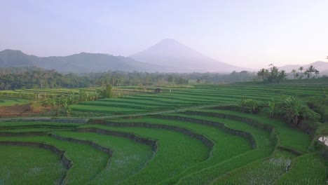 Schöne-Terrassierte-Grüne-Reisfelder.-Indonesien-Berge.-4k-Video