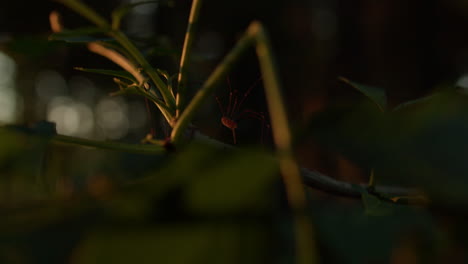 Close-up-shot-of-a-small-harvestman-sitting-on-a-branch-in-a-dark-forest