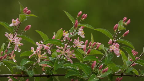 Nahaufnahme-Von-Rosafarbenen-Blumen,-Die-Im-Frühling-In-Einem-Grünen-Natürlichen-Hintergrund-Mit-Regen-Blühen