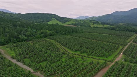 Luftbild-über-Zwergkokosnussfarm-In-Villa-Altagracia,-Dominikanische-Republik---Drohnenaufnahme
